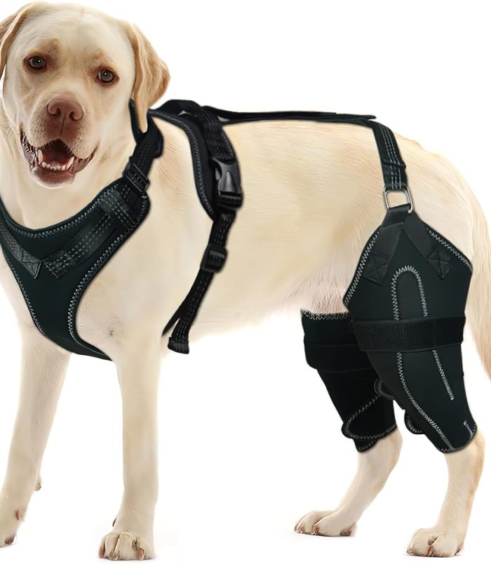 pet-8-1 pet-8-1